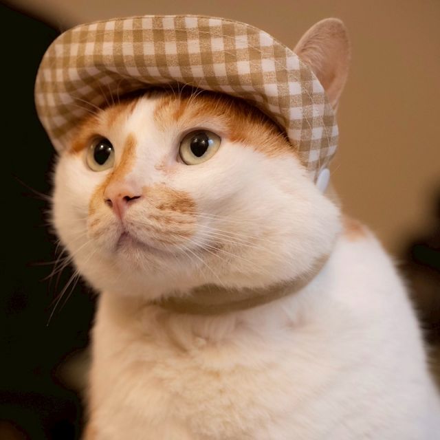 貓咪